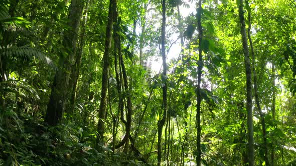 Moving through a dense tropical forest full off lianas and large green leaves alt