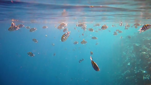 Tropical Coral Reef alt