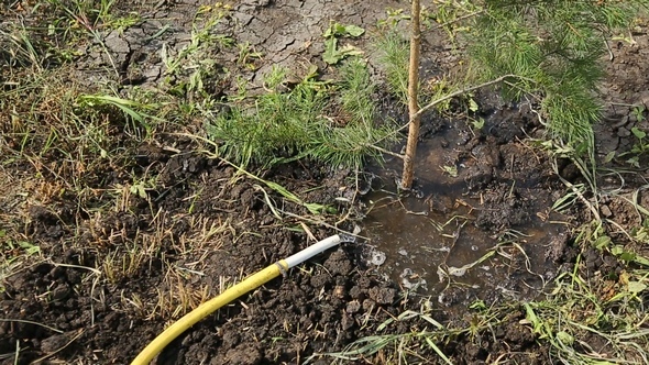 Water the Freshly Planted Spruce alt
