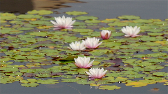 The White and Pink Water Lilies Floating in the Lake