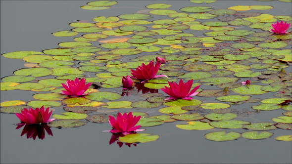 The Green Water Lilies on the Lake