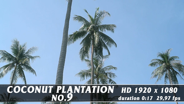 Coconut Plantation No.9