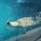 Polar Bear Swimming in the Water Polar Bear Swimming in the Water - VideoHive Item for Sale
