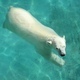 Polar Bear Swimming in the Water Polar Bear Swimming in the Water - VideoHive Item for Sale