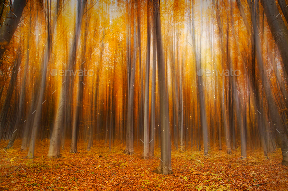 Magic autumn forest