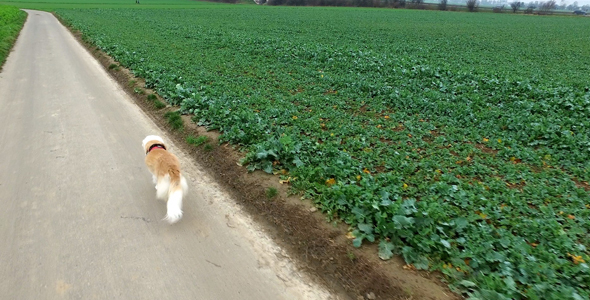 The Dog is in the Field alt