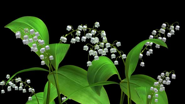 Lily Of The Valley Flowers - Windy Loop Close Up - Alpha Channel