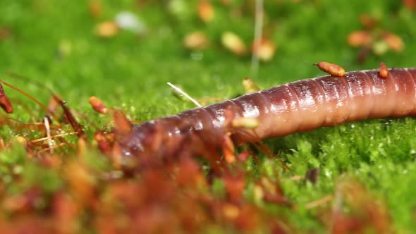 An Earthworm is a Terrestrial Invertebrate That Belongs to the Class Clitellata alt