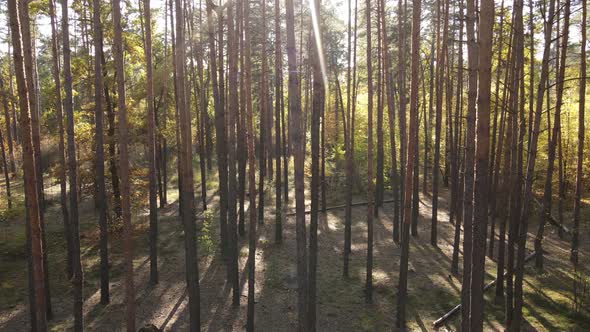 Forest with Trees in the Fall During the Day alt