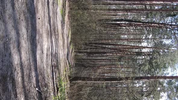 Vertical Video of a Road in the Forest Slow Motion alt