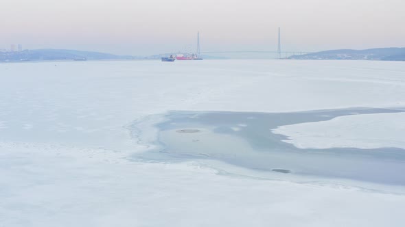 The Far Eastern Seal Swims on the Surface of the Sea Among the Ice Floes alt