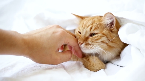 Ginger Cat Lies On Bed