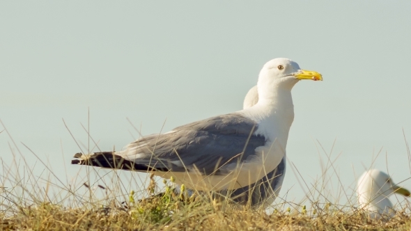 Animals In The Wild: Seagulls