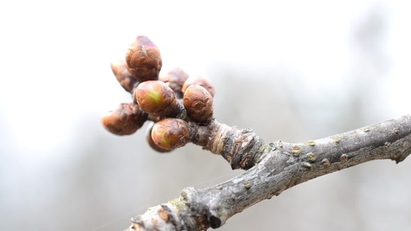 Cerasus Avium. Flower Buds On Cherry