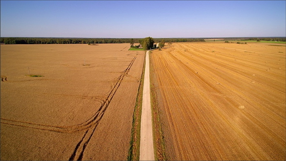 A Small Road in Between Two Crop Lands