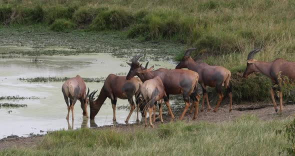 951949 Topi, damaliscus korrigum, Group standing at the Water hole, Masai Mara Park in Kenya, Real T alt