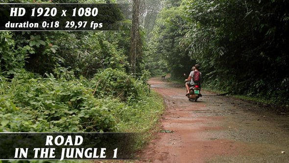 Road In The Jungle No.1