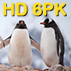 Antarctic Penguin 6 Pack - VideoHive Item for Sale