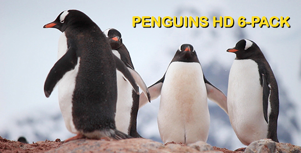 Antarctic Penguin 6 Pack
