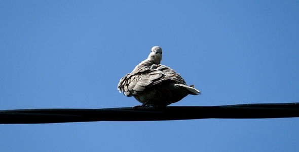Bird Eurasian Collared-Dove alt