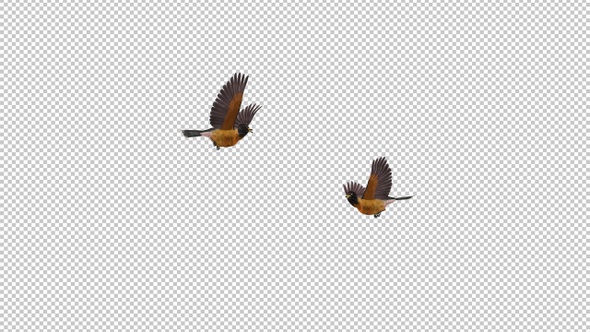 American Robins - 2 Birds Flying Around Screen - Transparent Loop - Alpha Chanel