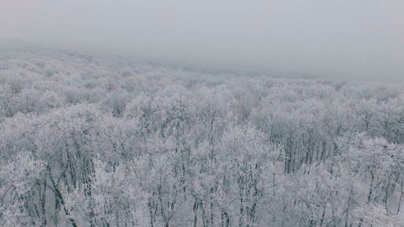 Frozen Forest 