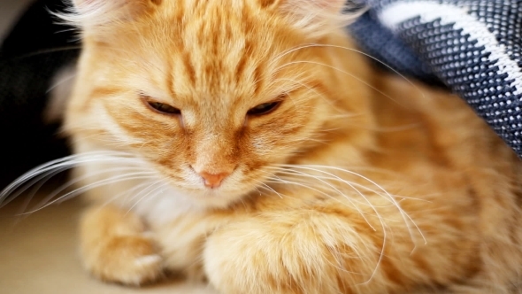 Ginger Cat Lies On Bed