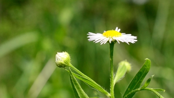 Beautiful Daisy Flower With Insects Flying Behind