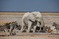 Elephant and zebras - PhotoDune Item for Sale