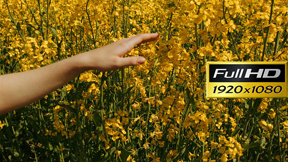 Young Woman Touching Yellow Flowers At Flower Field