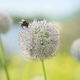 Bee on a Flower - VideoHive Item for Sale