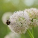 Bee on a Flower of Onions - VideoHive Item for Sale