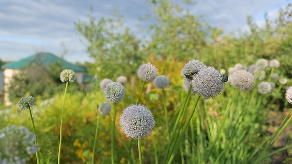 May-Bugs on the Flowers of Onions alt