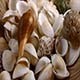 Seashells - VideoHive Item for Sale