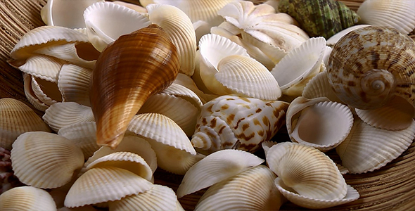 Seashells alt