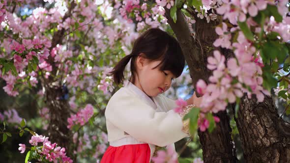 Korean Girl Child in a National Costume Sit on Tree Branch in a Garden with Cherry Blossoms in