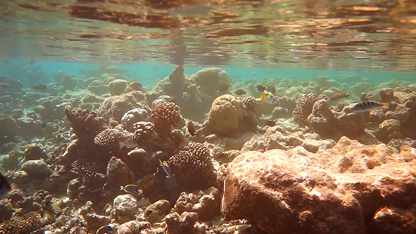 Tropical Coral Reef alt