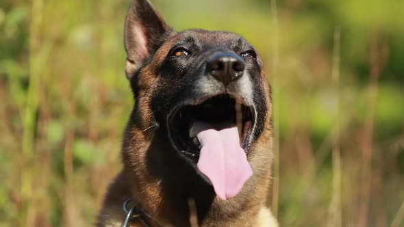Slow Motion Of Close Up Of Face Of Malinois Dog Lying In Grass alt