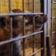 Animal Shelter, Raccoon, Coati Animal Shelter, Raccoon, Coati - VideoHive Item for Sale