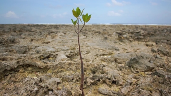 A Lone Tree Sprout Among The Rocks swaying in the wind alt