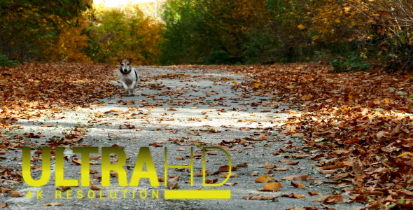 Dog in the Autumn Park 1 alt