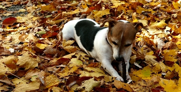 Dog in the Autumn Park 2 alt