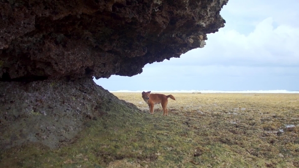 Red Dog Itches Under a Rock