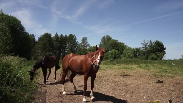 Horses In The Paddock On a Background Sky