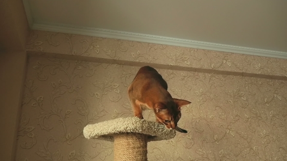Abyssinian Cat Playing alt