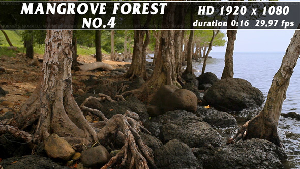 Mangrove Forest No.4