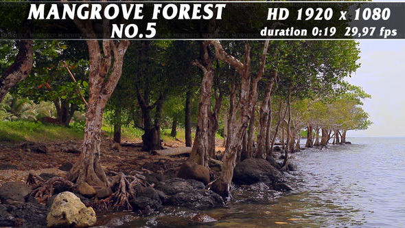 Mangrove Forest No.5