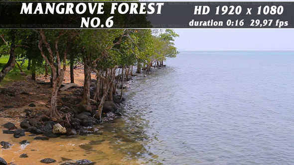 Mangrove Forest No.6
