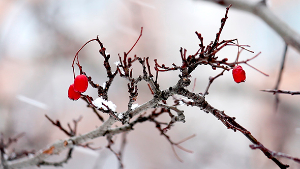 Wood Under The Snow