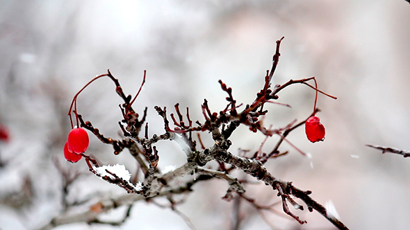 Wood Under The Snow
